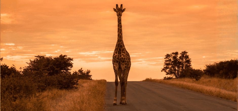 Safari Capetown