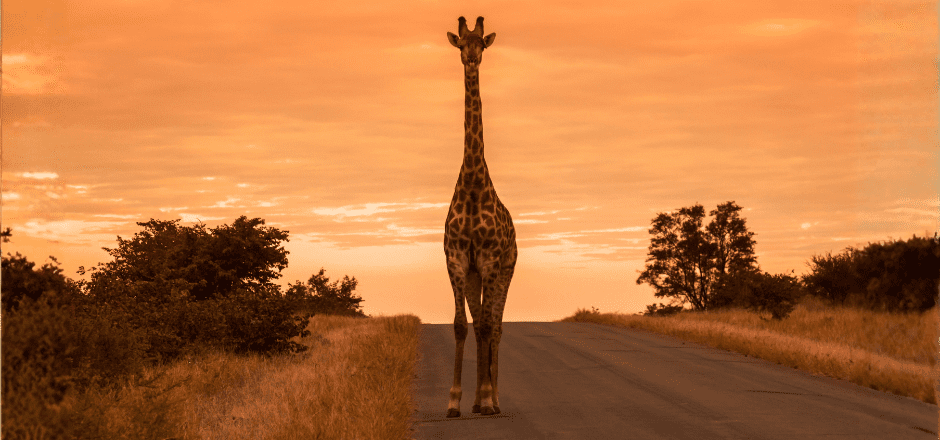 Safari Capetown