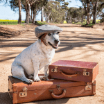 dog with suitcases