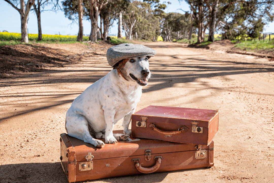 dog with suitcases